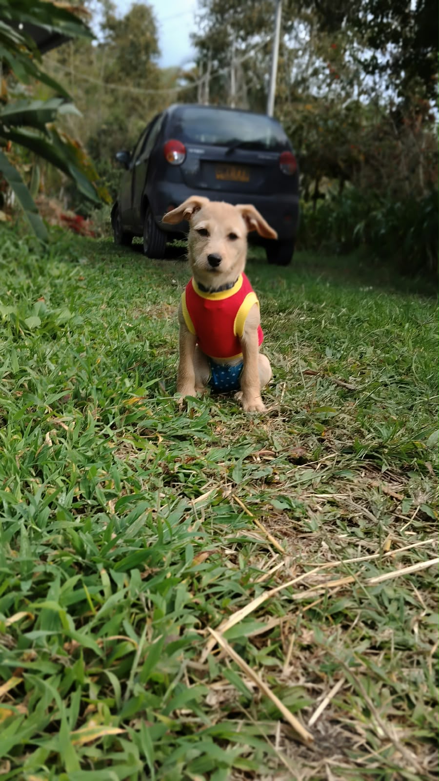 Perra maravilla celebrando halloween